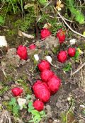 Cytinus ruber
